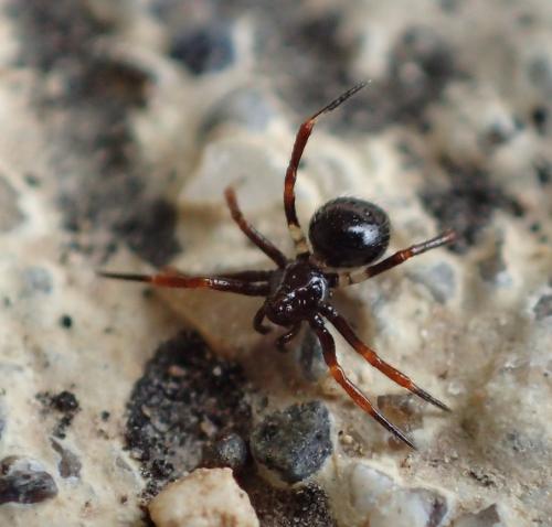 Réf. 201 067 : Euryopis episinoides